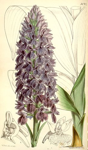 Dactylorhiza foliosa